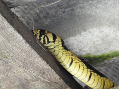 Spilotes pullatus