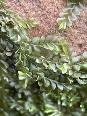 Chiloscyphus polyanthos