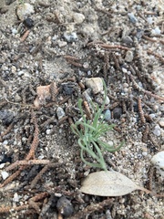 Chaenactis fremontii