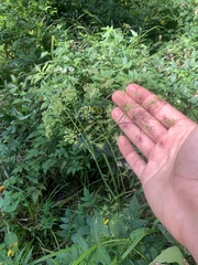 Oxypolis rigidior rigidior