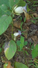 Strobilanthes heyneana