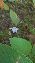 Strobilanthes heyneana