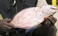 Psettodes
