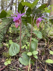 Calypso bulbosa occidentalis