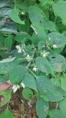 Strobilanthes heyneana