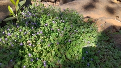 Hygrophila serpyllum