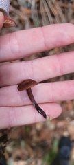 Gymnopus fuscopurpureus