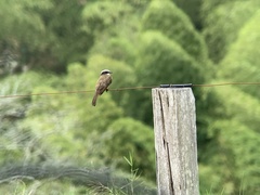 Myiozetetes cayanensis