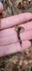 Gymnopus fuscopurpureus