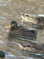 Anas rubripes × platyrhynchos