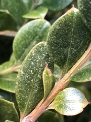 Eurytetranychus buxi