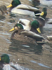 Anas rubripes × platyrhynchos