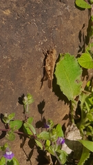 Trilophidia annulata