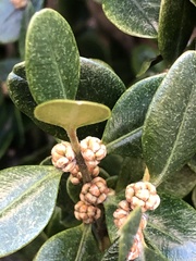 Eurytetranychus buxi