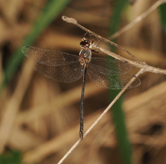 Austrophya mystica