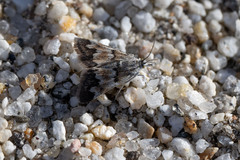 Noctueliopsis brunnealis