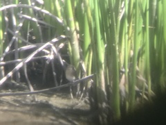 Spiza americana