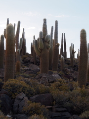 Trichocereus atacamensis