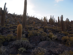 Trichocereus atacamensis