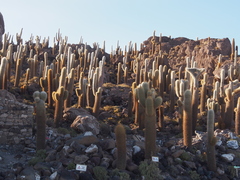 Trichocereus atacamensis