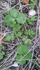 Phacelia congesta