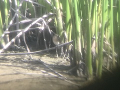 Spiza americana
