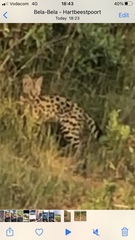 Leptailurus serval
