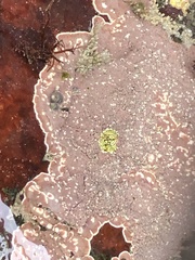 Lithothamnion