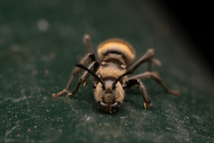Polyrhachis vigilans