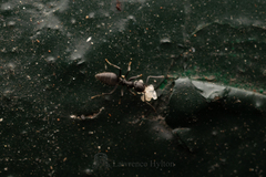 Technomyrmex albipes