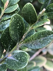 Eurytetranychus buxi