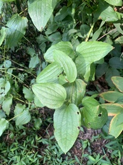 Smilax herbacea