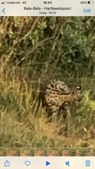 Leptailurus serval