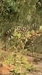 Leptailurus serval