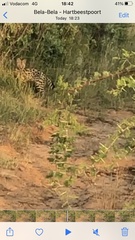 Leptailurus serval