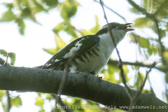 Chrysococcyx caprius