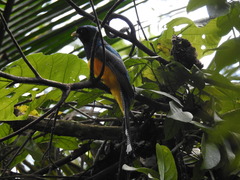 Trogon rufus chrysochloros
