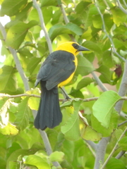 Gymnomystax mexicanus