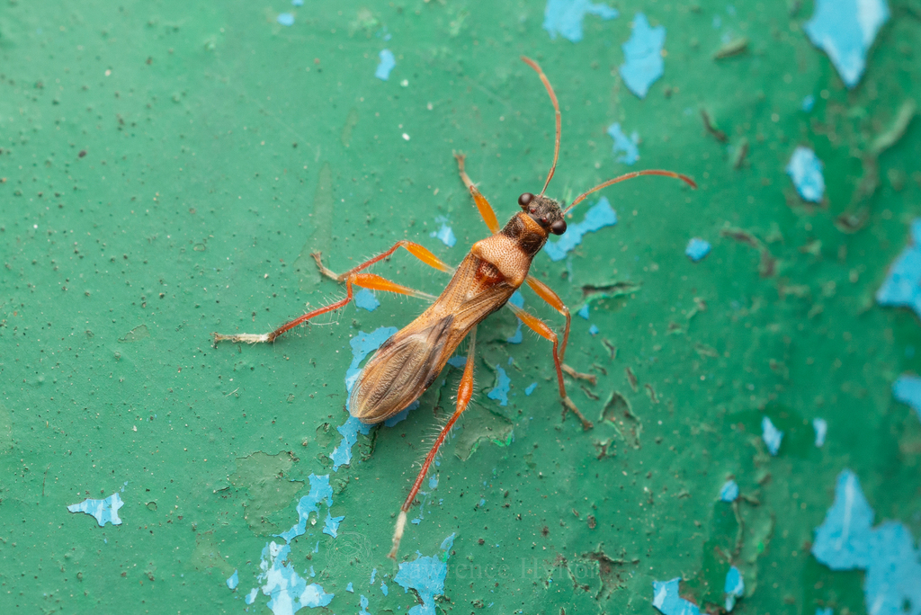 Artemidorus