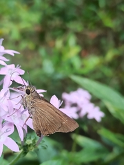 Pelopidas mathias