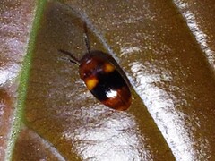 Diaperinae