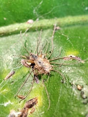 Hirsutella guignardii