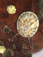 Testudinalia testudinalis