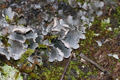 Peltigera membranacea
