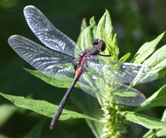 Leucorrhinia proxima