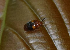 Diaperinae