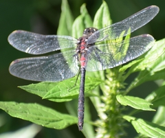 Leucorrhinia proxima