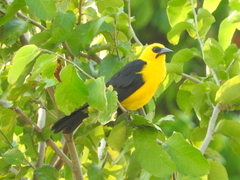 Gymnomystax mexicanus