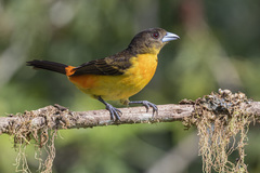 Ramphocelus flammigerus