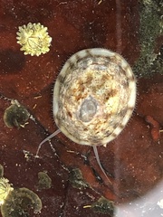 Testudinalia testudinalis